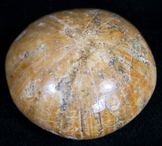 Sand Dollar (Holeclypus) Fossil - Jurassic Aged #10303